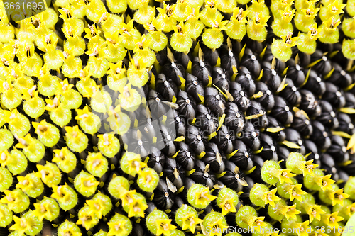 Image of flower sunflower  seeds