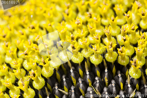 Image of flower sunflower  seeds