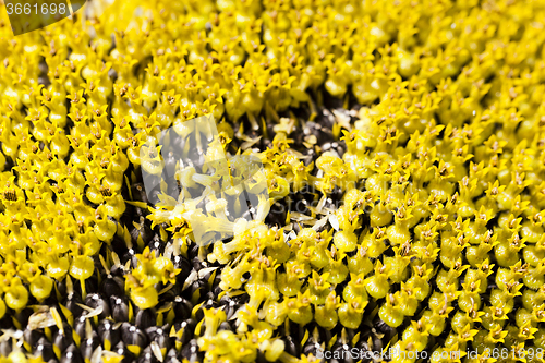 Image of sunflower seeds.  corolla