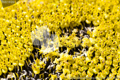 Image of Sunflower   black seeds.