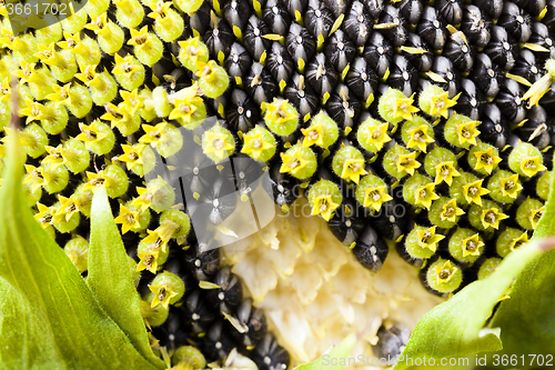 Image of flower sunflower  seeds