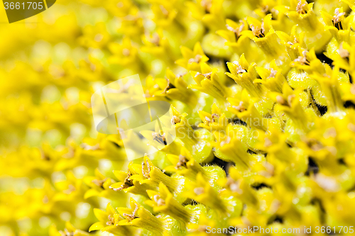 Image of  yellow flower sunflower