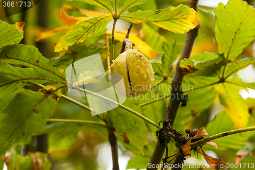 Image of Chestnut on a tree branch 
