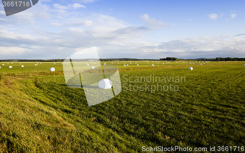 Image of harvesting grass   in cellophane