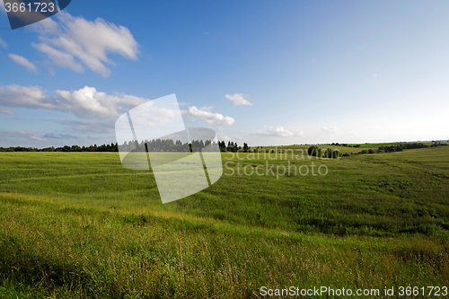 Image of immature cereals. field