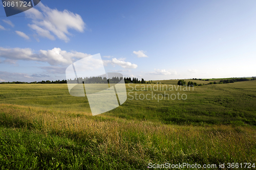 Image of   unripe green grass 