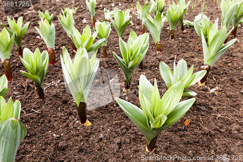 Image of sprouting garlic .  spring 