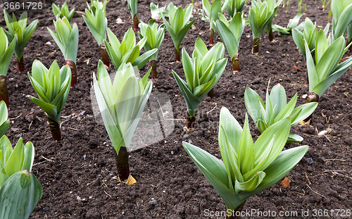 Image of sprouting garlic .  spring 