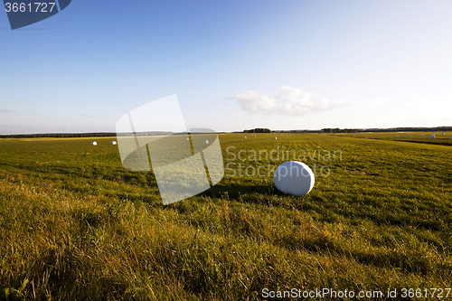 Image of harvesting grass for feed  