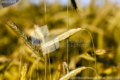 Image of  ripe rye yellowed