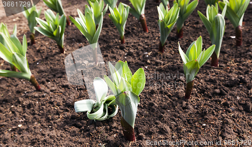 Image of sprouting garlic .  spring 
