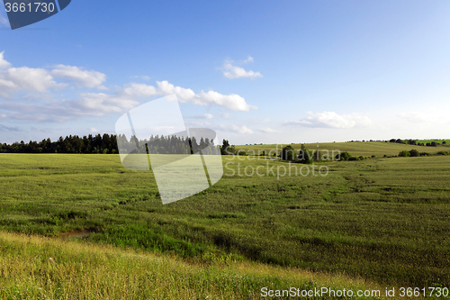 Image of immature cereals. field