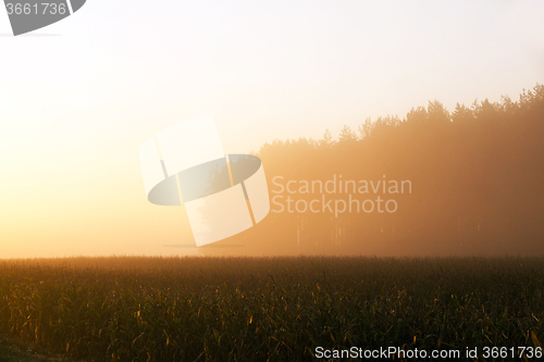 Image of dawn sun , orange light