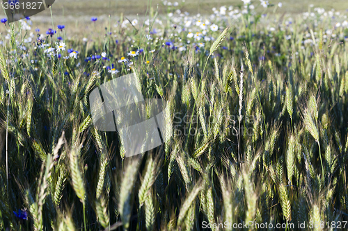 Image of blue cornflower.  cereals