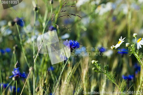 Image of chamomile with cornflowers  