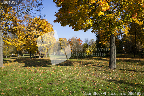 Image of autumn forest. Belarus