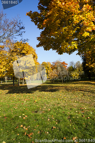 Image of autumn forest. Belarus