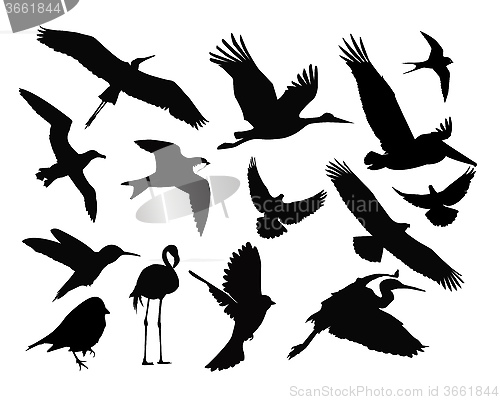 Image of different birds