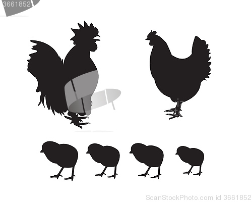Image of Poultry hen and rooster