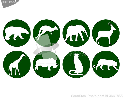 Image of different wildlife animals