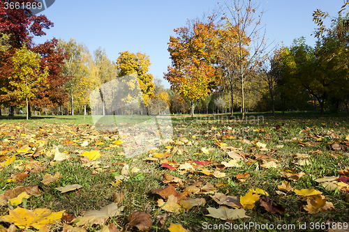 Image of autumn forest . park 