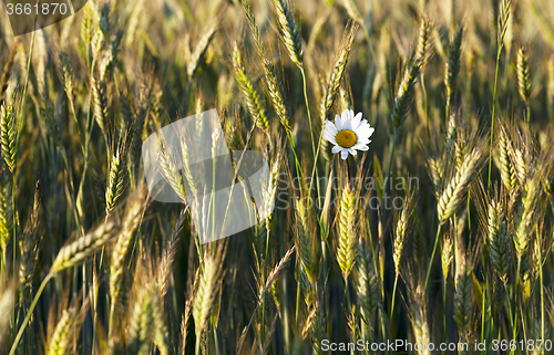 Image of flowers in the field  