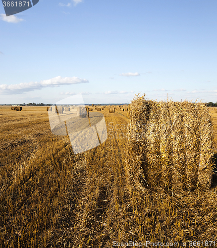 Image of agriculture .  harvest. summer