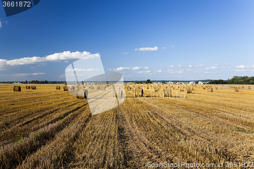 Image of harvesting cereals.  Agriculture