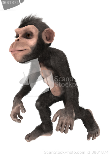 Image of Little Chimp Walking