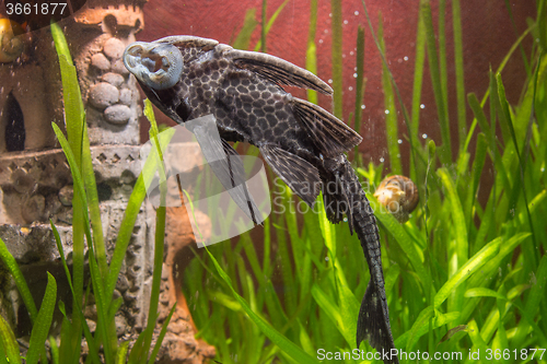 Image of Ancistrus clung to the wall of the aquarium