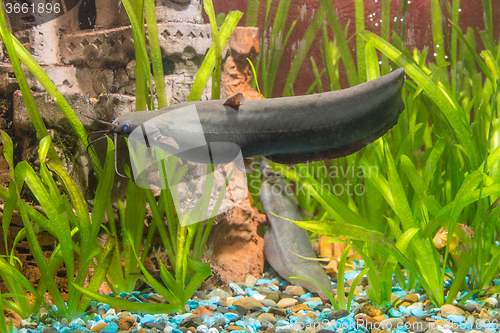 Image of Adult Stinging catfish swimming in aquarium