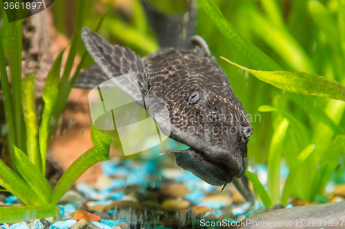 Image of Antsitrus fish head closeup