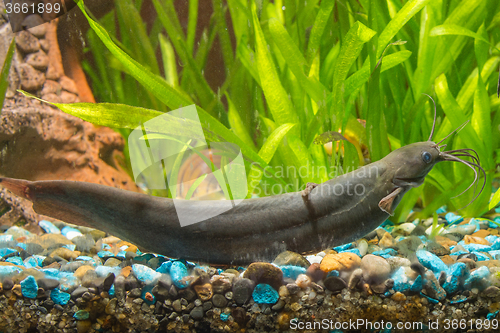 Image of Stinging catfish in freshwater aquarium