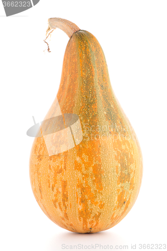 Image of Pumpkin