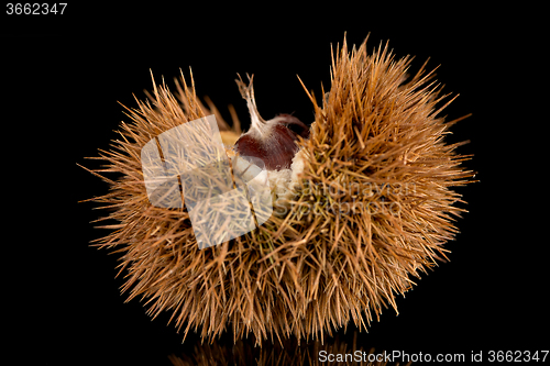 Image of Chestnuts on a black reflective background