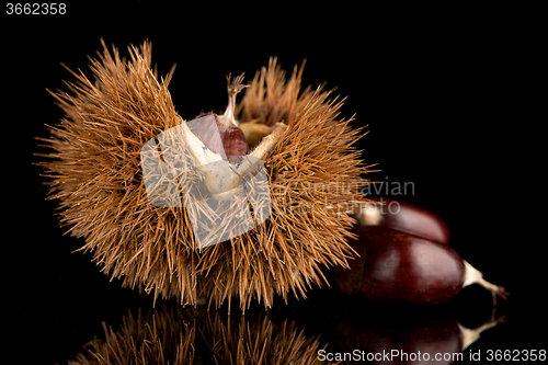 Image of Chestnuts on a black reflective background