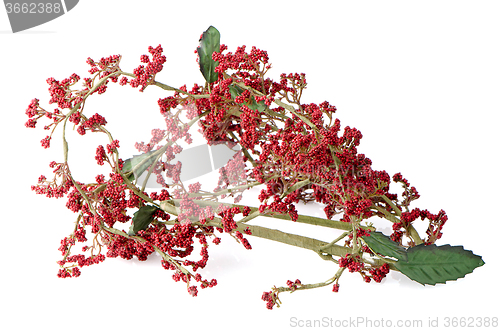 Image of Red Christmas decoration