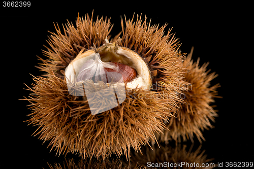 Image of Chestnuts on a black reflective background