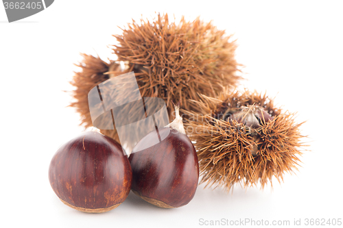 Image of Chestnuts with shell 