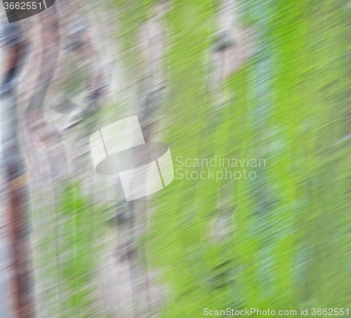 Image of in england london old bark and abstract wood texture