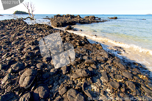 Image of     madagascar    andilana beach seaweed in dead tree