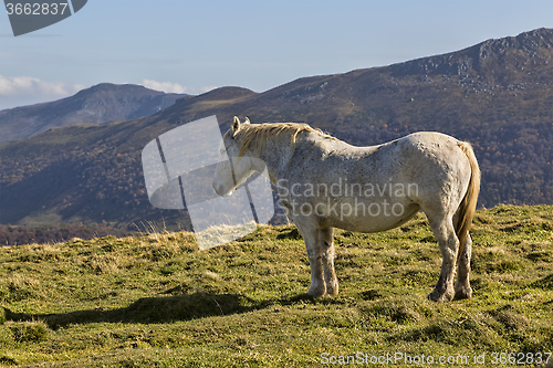 Image of Wild Horse