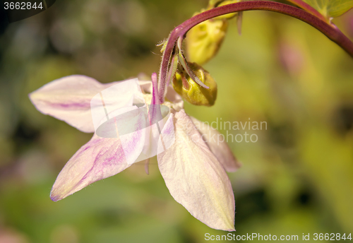 Image of Flower Aquilegia on the background of green garden.