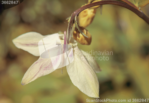 Image of Flower Aquilegia on the background of green garden.