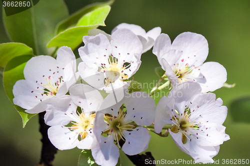 Image of Twig blossoming pear on a background of green garden