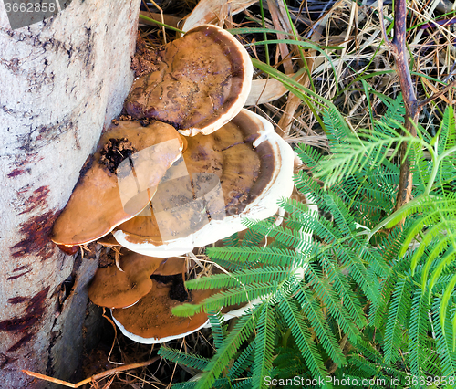 Image of Tree fungus growing on a tree trunk.