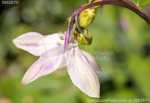 Image of Flower Aquilegia on the background of green garden.