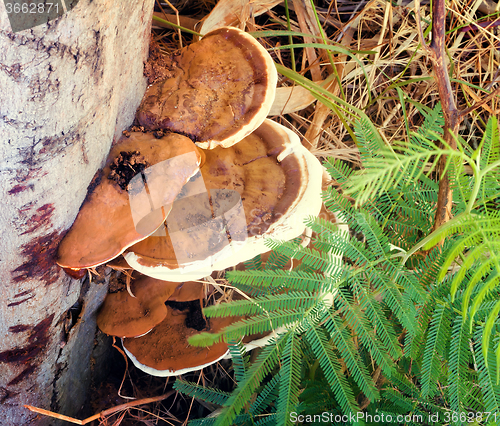 Image of Tree fungus growing on a tree trunk.