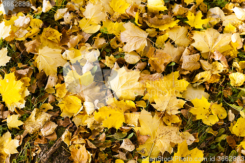 Image of yellowed foliage .  close-up  