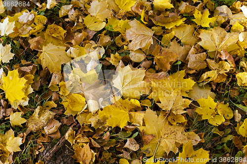 Image of autumn leaves . closeup 